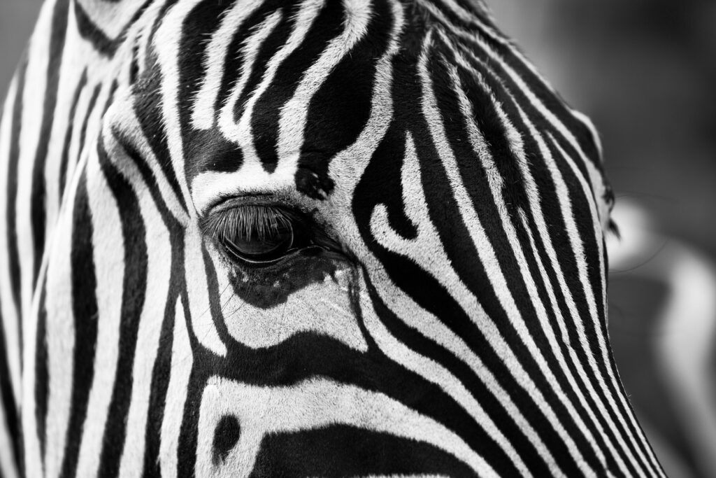 Découverte de Stripe Checkout