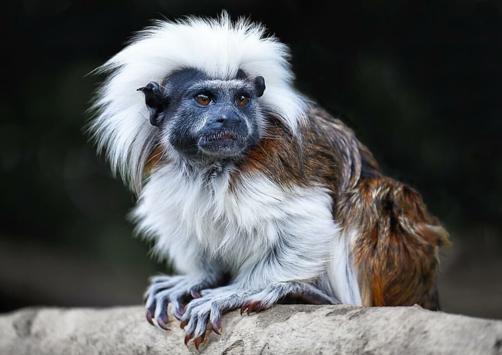 tamarin