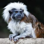 Librairire JS liée à Mailchimp